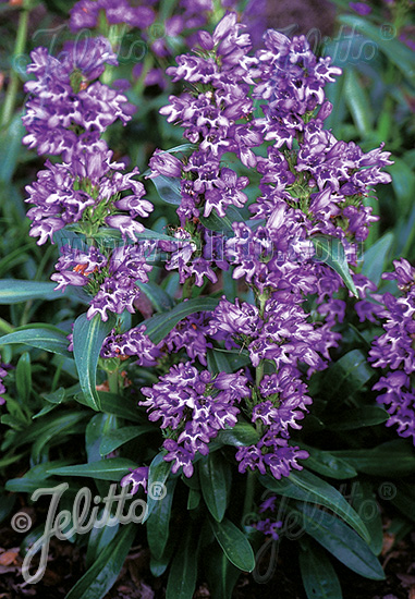 PENSTEMON virgatus  'Blue Buckle' Portion(en)