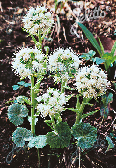 PETASITES albus   Portion(en)