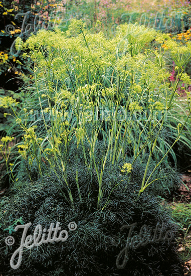 PEUCEDANUM officinale   Portion(s)