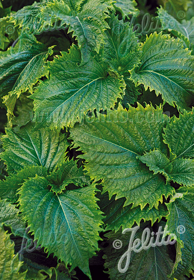 PERILLA frutescens var. crispa  'Grünes Shiso' Portion(en)