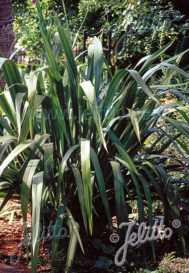 PHORMIUM tenax   Portion(s)