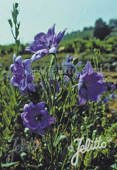 PLATYCODON grandiflorus  'Hakone Blue' Portion(en)