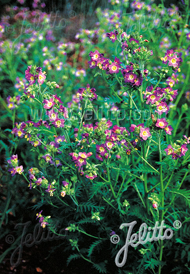 POLEMONIUM foliosissimum   Portion(en)