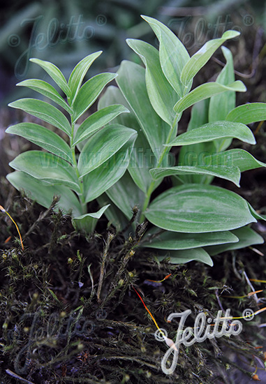 POLYGONATUM falcatum   Portion(en)