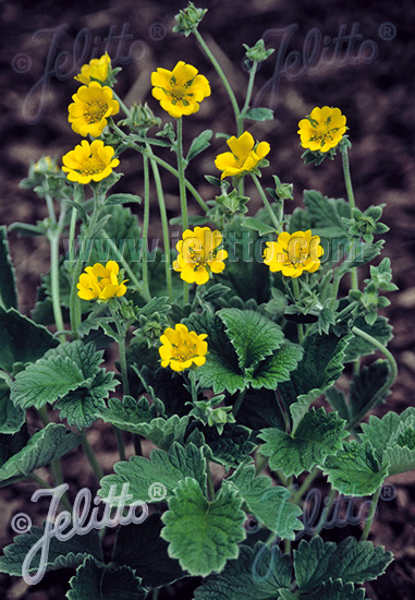 POTENTILLA atrosanguinea var. argyrophylla  'Golden Starlit' Portion(s)