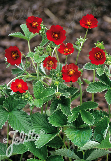 POTENTILLA atrosanguinea var. argyrophylla  'Scarlet Starlit' Portion(s)