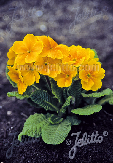 PRIMULA elatior Crescendo®-Serie 'Crescendo® Goldgelb' Portion(en)