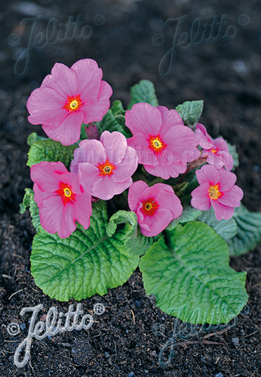 PRIMULA elatior Crescendo®-Serie 'Crescendo® Rosa Töne ' Portion(en)