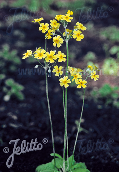 PRIMULA cockburniana  yellow form Portion(s)