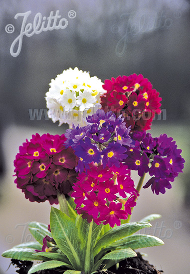 PRIMULA denticulata  Ronsdorf-Hybrids Portion(s)