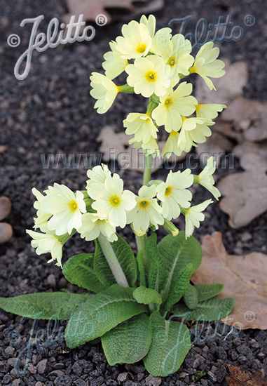 PRIMULA ruprechtii   Portion(s)