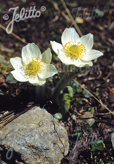 PULSATILLA occidentalis   Portion(s)