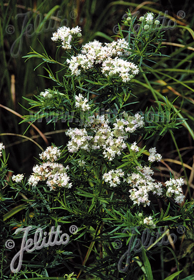 PYCNANTHEMUM tenuifolium   Portion(en)