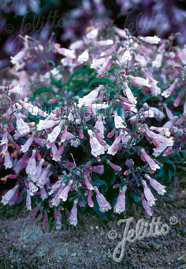 PENSTEMON hirsutus var. pygmeus   Seeds