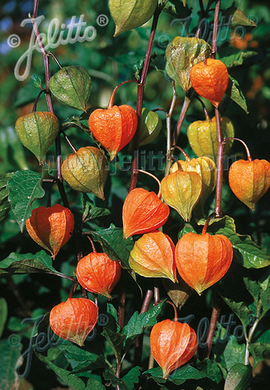 PHYSALIS alkekengi var. franchetii  'Zwerg' Korn