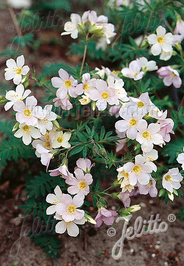 POLEMONIUM carneum   Korn