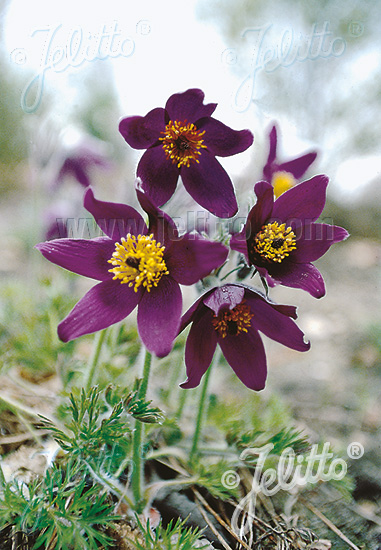 PULSATILLA vulgaris  'Blaue Glocke' Korn