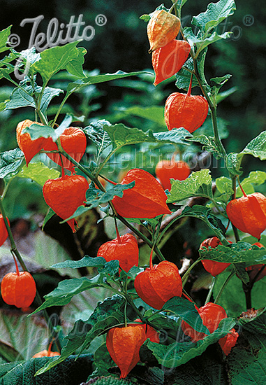 PHYSALIS alkekengi var. franchetii  'Gigantea' Portion(s)