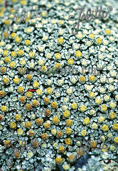 RAOULIA australis   Portion(en)