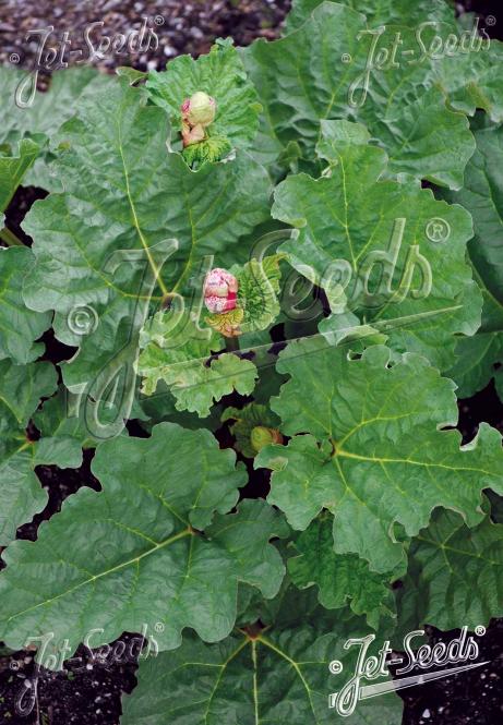 RHEUM rhaponticum   Portion(en)