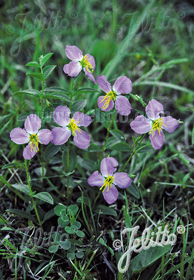 RHEXIA virginica   Portion(s)