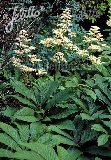 RODGERSIA sambucifolia   Portion(en)