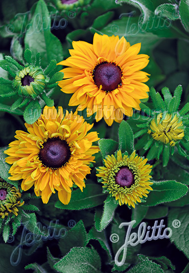 RUDBECKIA hirta  'Goldilocks' Portion(en)