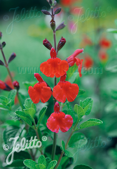 SALVIA greggii   Portion(en)