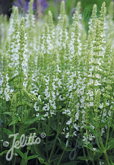 SALVIA nemorosa  'Merleau Weiß' Portion(en)