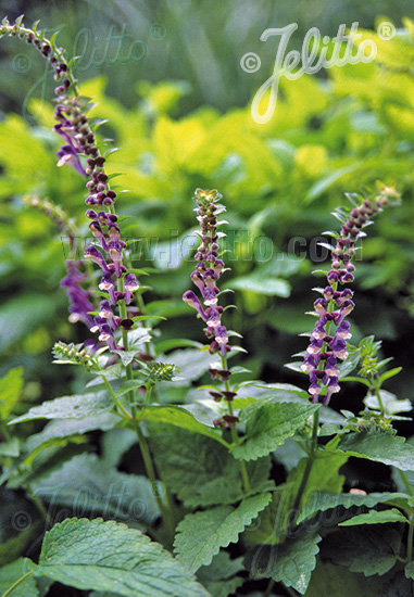 SCUTELLARIA altissima   Portion(en)