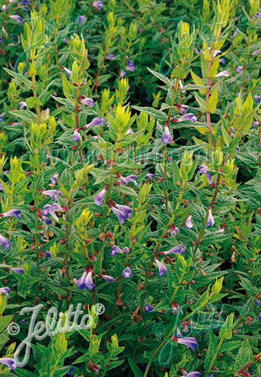 SCUTELLARIA galericulata   Portion(s)