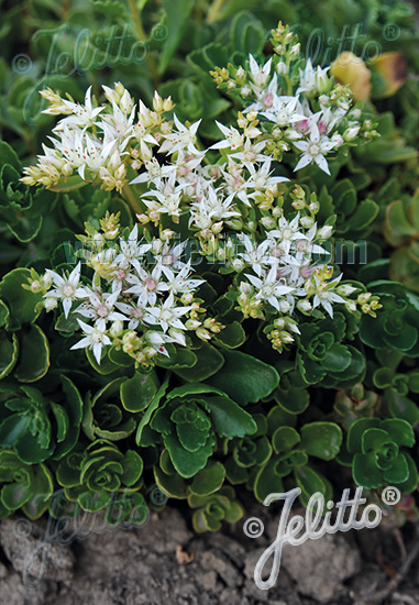 SEDUM spurium  'Summer Snow' Portion(en)