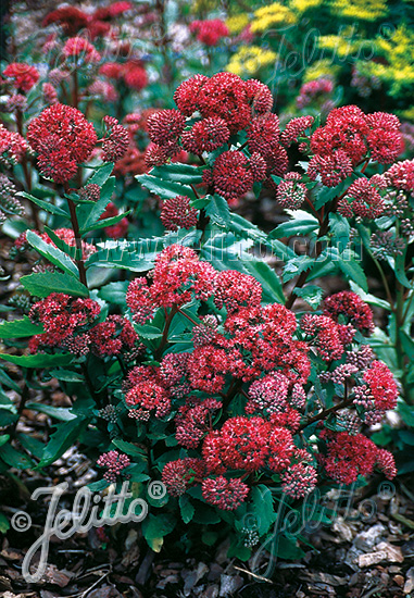 SEDUM telephium  'Emperor's Waves' Portion(en)