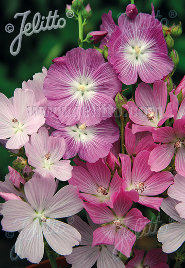 SIDALCEA malviflora  'Starks Hybrids' Portion(s)