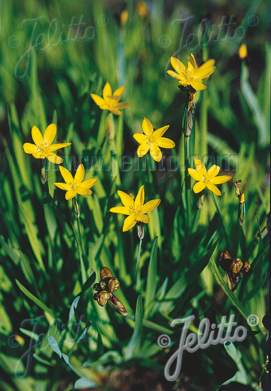 SISYRINCHIUM californicum   Portion(s)