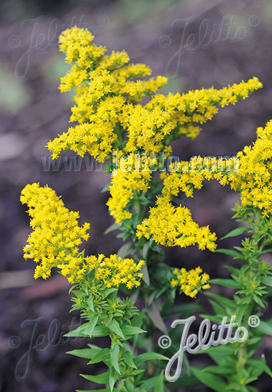 SOLIDAGO canadensis  'Little Miss Sunshine' Gram