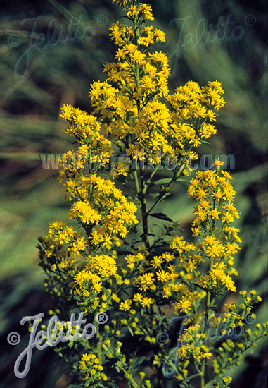 SOLIDAGO roanensis   Portion(en)