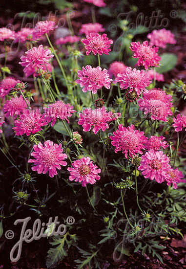 SCABIOSA columbaria f. nana  'Pincushion Pink' Portion(en)