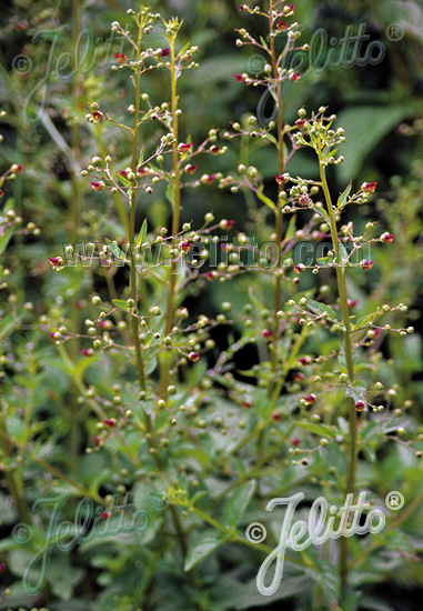 SCROPHULARIA nodosa   Portion(s)