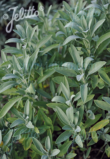 SALVIA officinalis  'Extrakta' Portion(en)