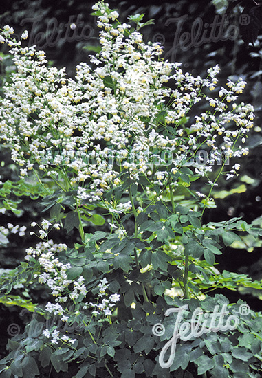 THALICTRUM delavayi  'Album' Portion(s)