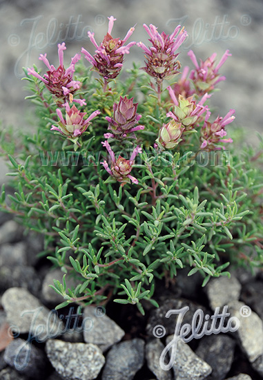 THYMUS longiflorus   Portion(s)