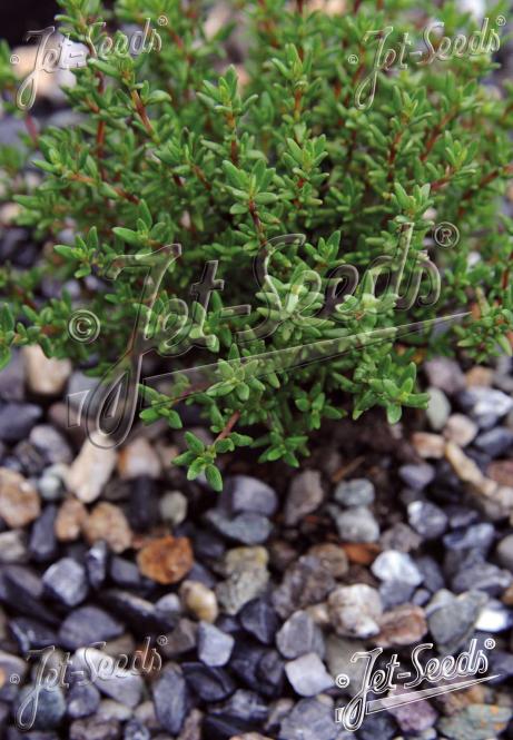 THYMUS vulgaris  'French Summer' Portion(s)