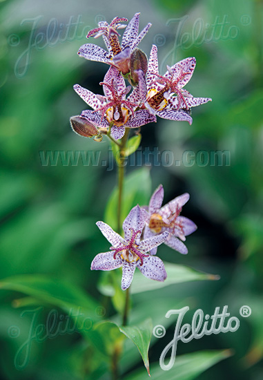 TRICYRTIS formosa   Portion(en)