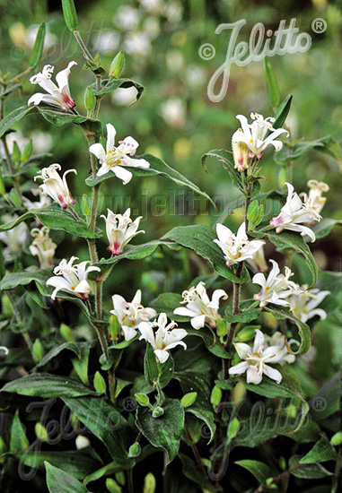 TRICYRTIS hirta  'Alba' Portion(en)