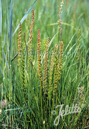 TRIGLOCHIN maritimum   Portion(s)