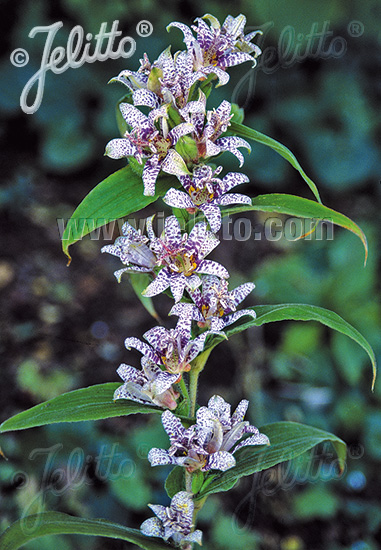 TRICYRTIS Hirta-Hybr.  'Miyazaki' Korn