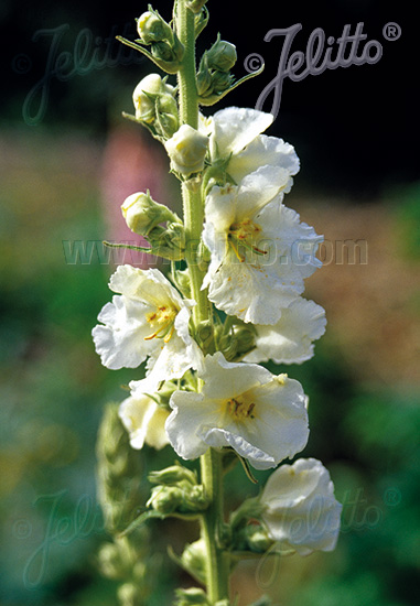 VERBASCUM phlomoides  'Spica' Portion(en)