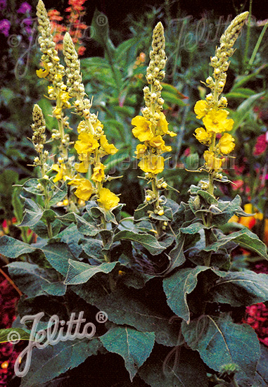 VERBASCUM phlomoides  'Wega' Portion(s)