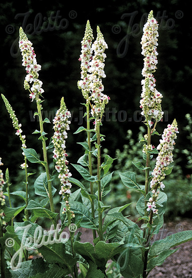 VERBASCUM nigrum var. album   Portion(en)